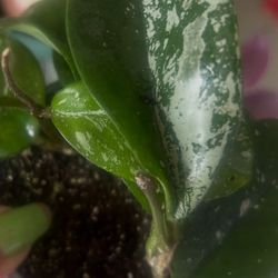Hoya Carnosa ‘Speckled Splash’ – Live Plant 