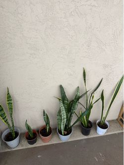 Snake plants