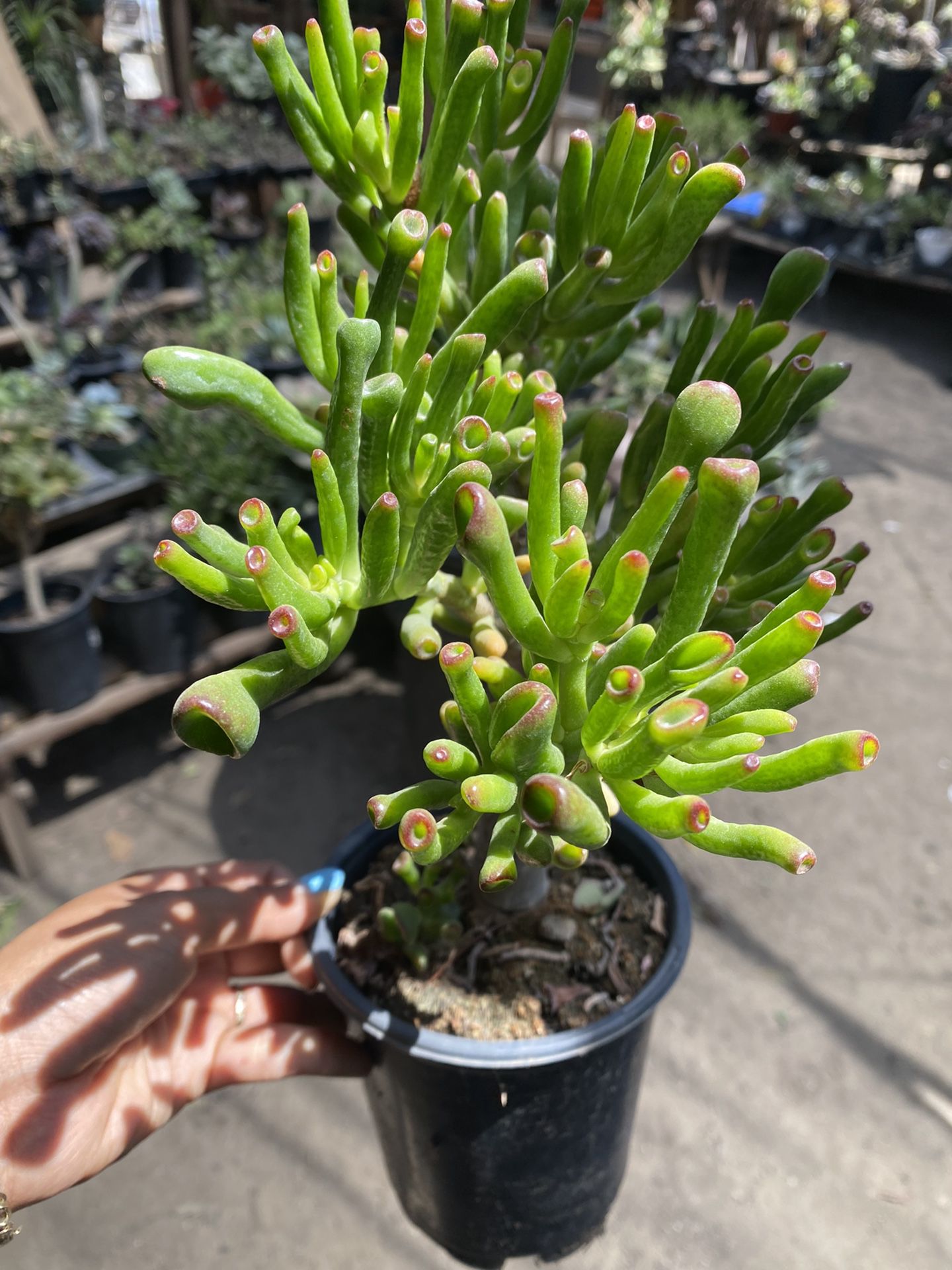 Shrek Ears Succulent Plant 