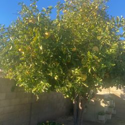 Fresh Grapefruits For Sale