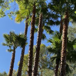 Palm cleaning a good price 👌