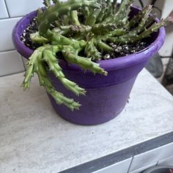 Plant , Stapelia Orbea Variegata 