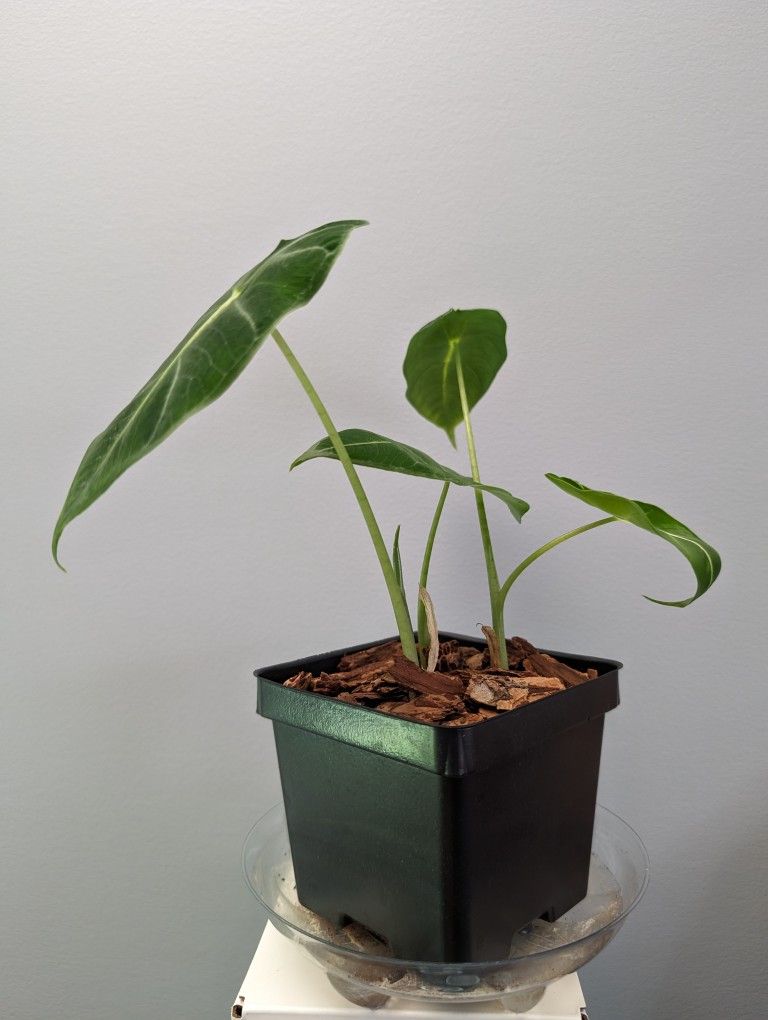 Baby Alocasia Frydek Plant - 3 Babies In 1 Pot (1 New Leaf Is Unfurling)