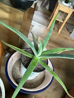 Aloe Vera Barbadensis Succulent