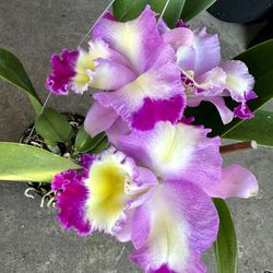 Big Cattleya Flower  Fragrant Orchids,  Hawaii Orquídeas 