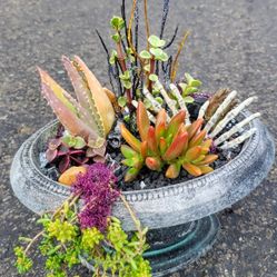 👻 “Creepy Chic Succulent Arrangement” 👻