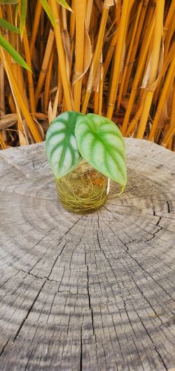 Dragon Scale Alocasia