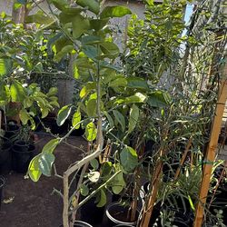Poderosa Lemon 🍋 Trees 5F The Tall $60 Each Price Firm 