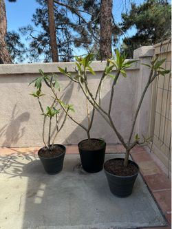 Hawaiian plumeria plants