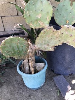Cacti’s plant
