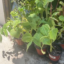 Cucumber Plant