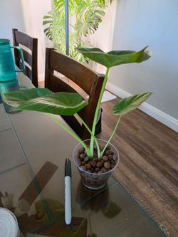 Alocasia Regal Shields