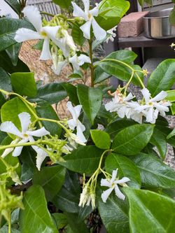 Star Jasmine – Blooming & Fragrant 🌿🤍