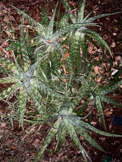 Bundle of Spotted Mexican Aloe Vera