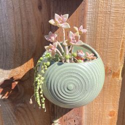Succulents In Pot 