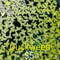 Duckweed Freshwater Aquarium Floater Plant