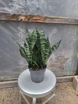 Snake Plant 6" Nursery Pot