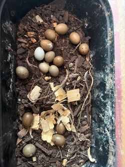 Button quail eggs