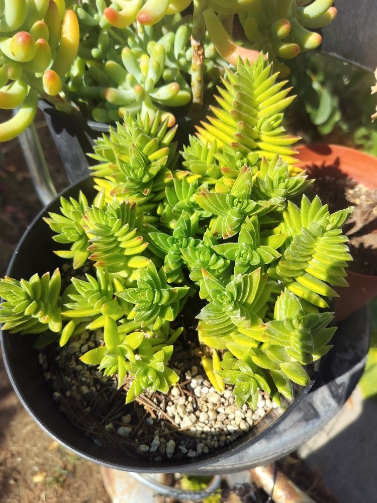 7" Pot Succulent - Crassula Corymbulosa (Shark's Tooth)