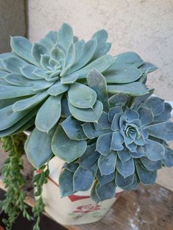 Live Echeveria Succulent Plant in Pot
