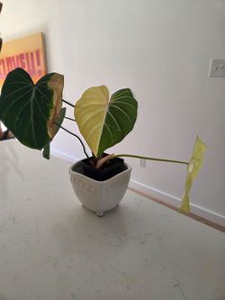 variegated gloriosum albo
