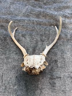 Real Whitetail Deer Skull w/ Antlers Weathered Taxidermy Rustic Oddity
