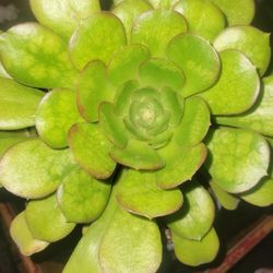 Succulent Plant 