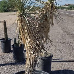 Joshua Trees For Sale