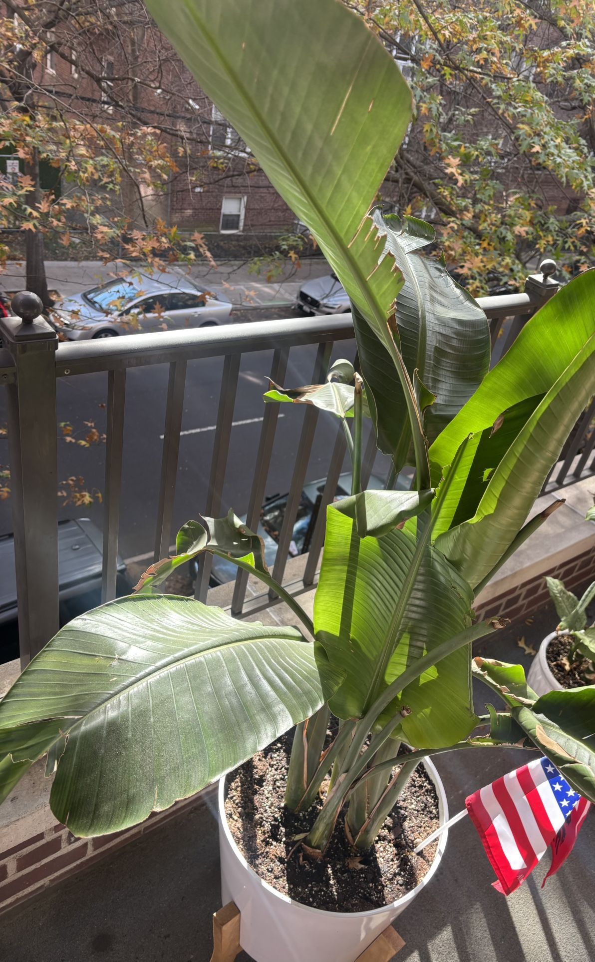 White Bird of Paradise Plant