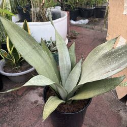 Big sansiveria moonshine