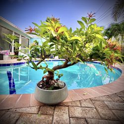 Orange Firebrush Bonsai Tree 