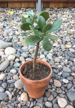 Mini succulent plant, money tree with pot