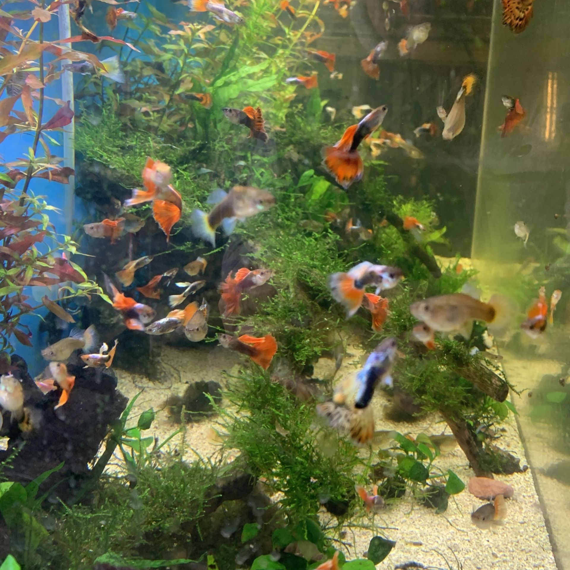 Fish Tank Decorations Or Aquarium Decorations 