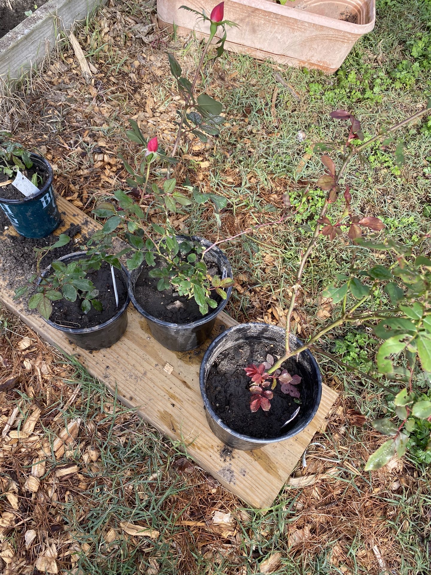 Red & Pink Rose Rooted Starter Plants