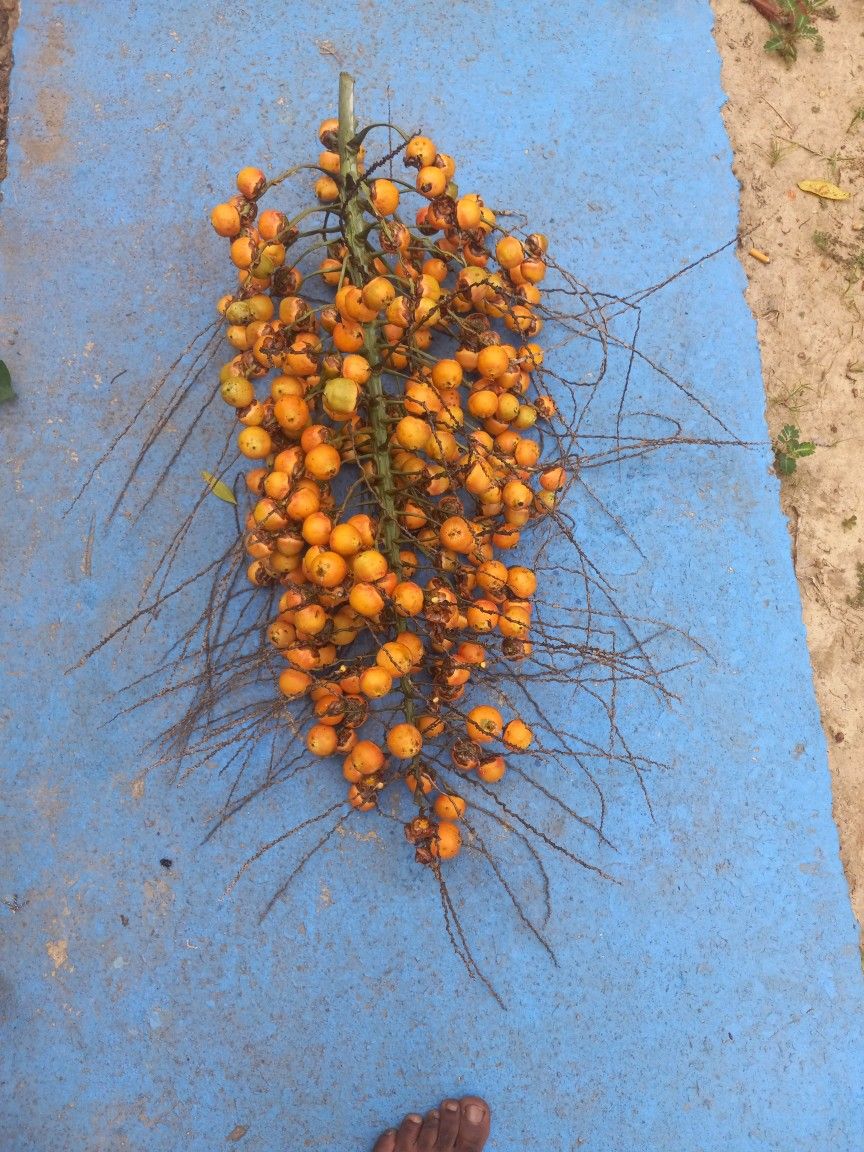 Dates Fruit And Seeds