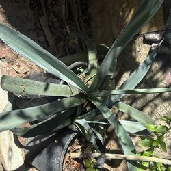 Blue Agave