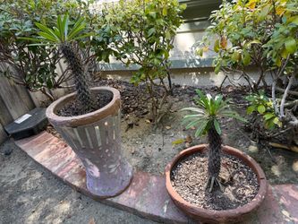 Madagascar Palms / Pachypodium Lamerei, Multiple Sizes Available