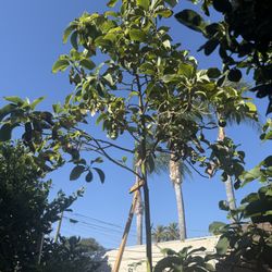 Avocado Tree 25 Gallon 