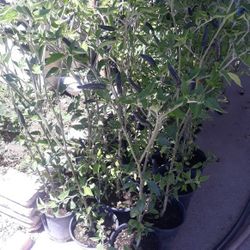 For Sale Chile Black Cobra 