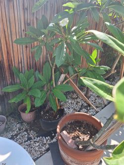 Plumerias AND Microwave