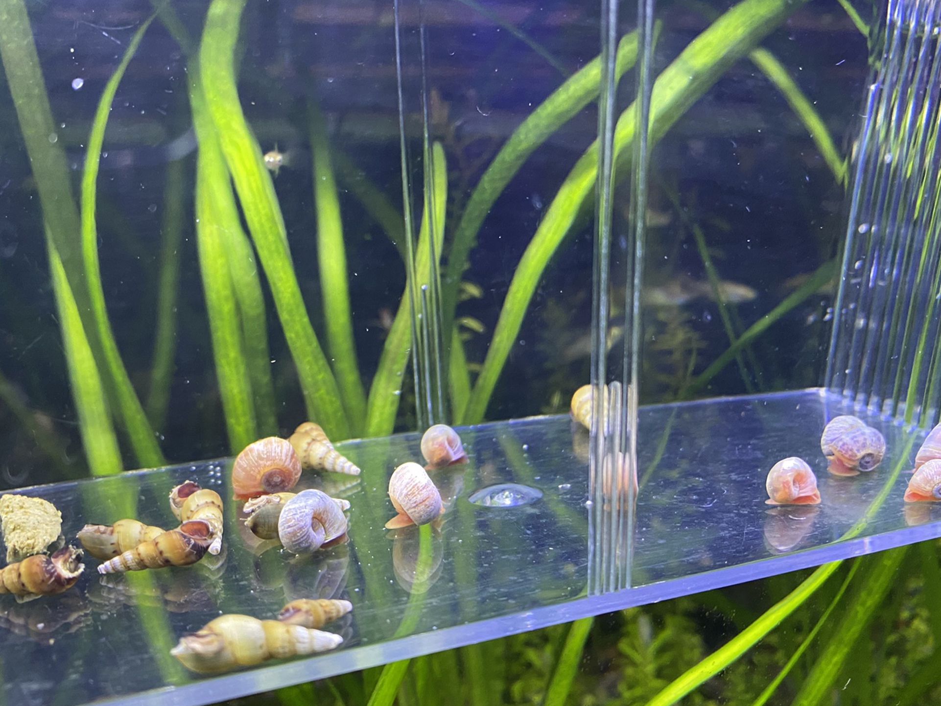 Aquarium Malaysian Trumpet And Ramshorn Snails