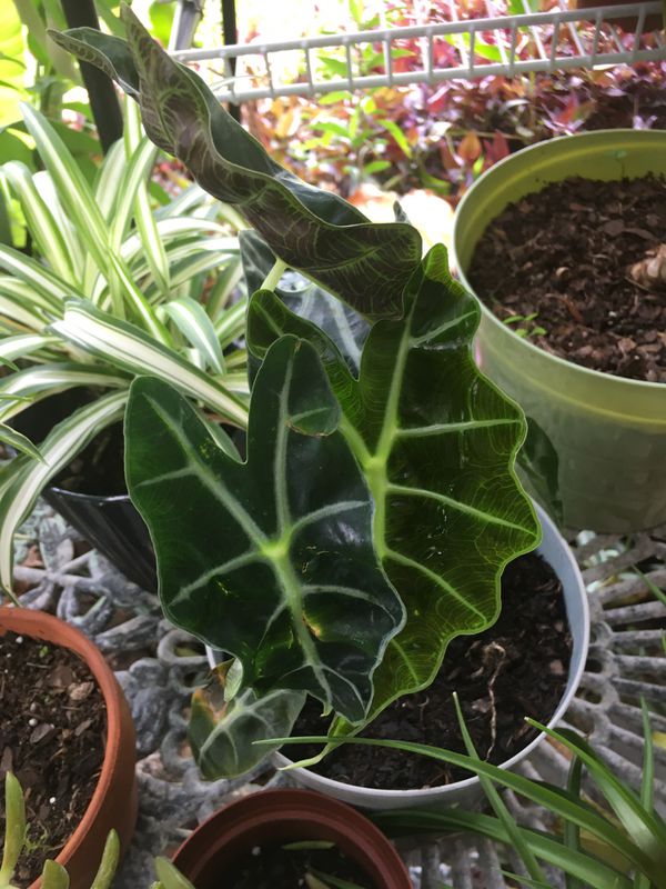 African Mask Alocasia Plant for Sale in Kissimmee, FL 
