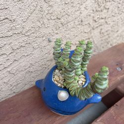 Baby Buttons Succulent