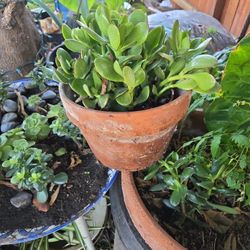 Planta Natural 