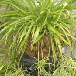 Beautiful Spider Plant