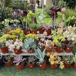 Variety Of Succulents Plants 