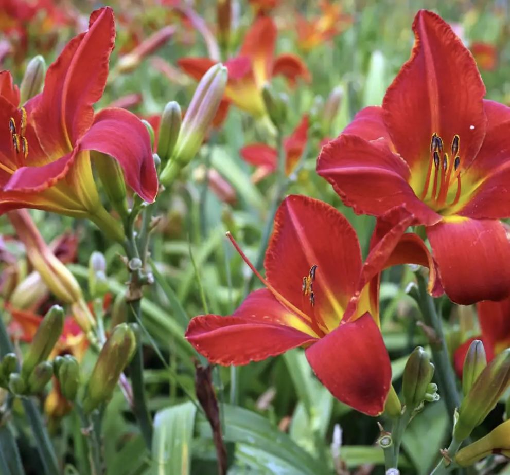 🌸Perennial Red Daylilies