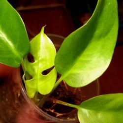 Rare/ Uncommon Ginny Philodendron / Rhaphidophora tetrasperma /Mini Monstera Plant/ House Plant