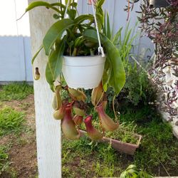 Nepenthes Pitcher Plant