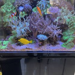 Reef Tank For Sale